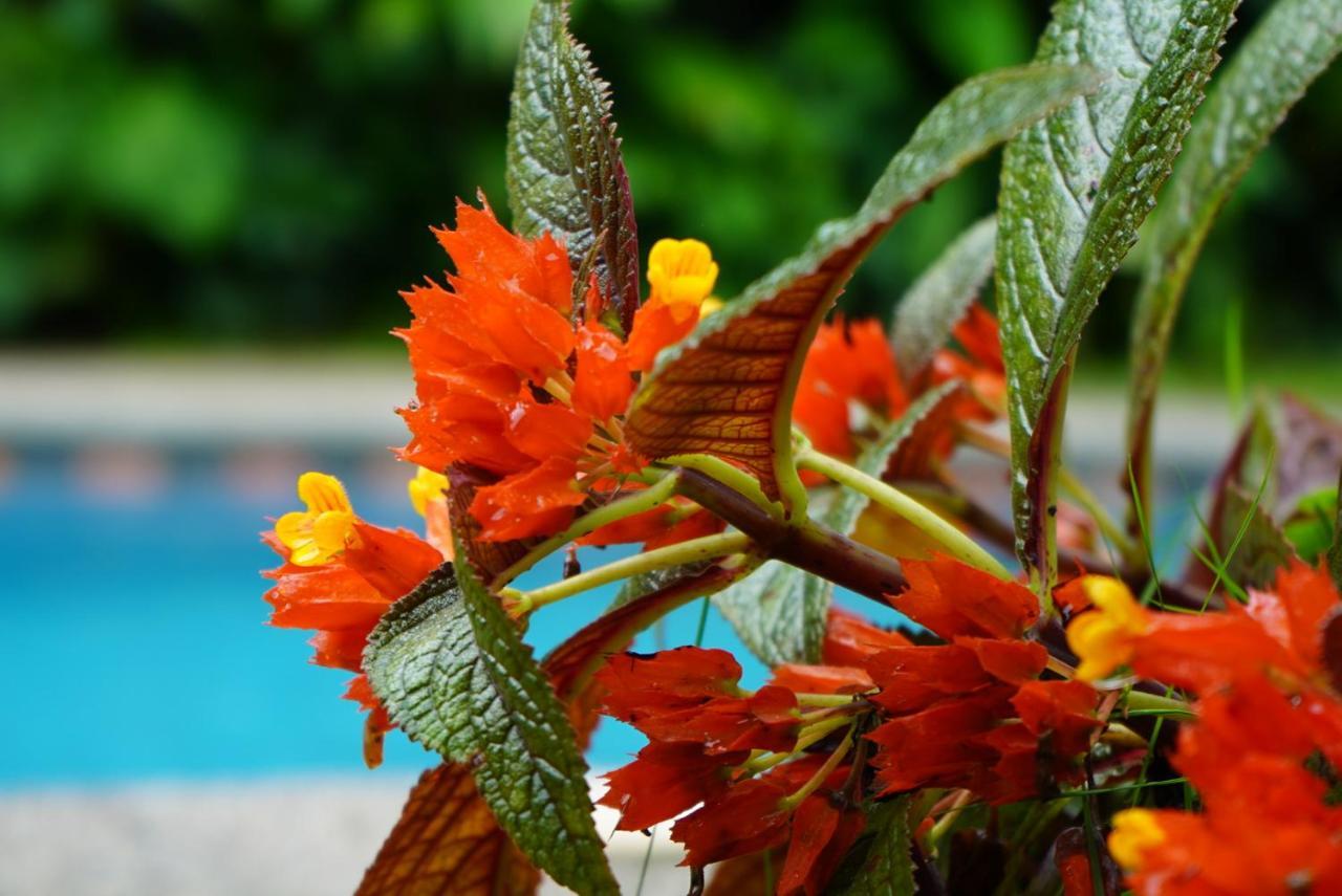 Hotel Arte Natura La Fortuna Екстер'єр фото